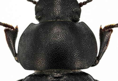 Heliopates luctuosus